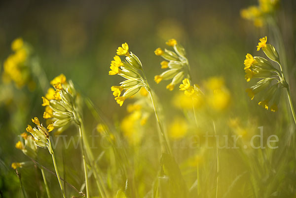 Wiesen-Schlüsselblume (Primula veris)