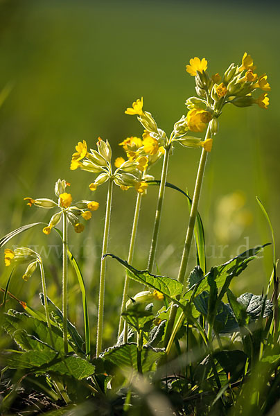 Wiesen-Schlüsselblume (Primula veris)