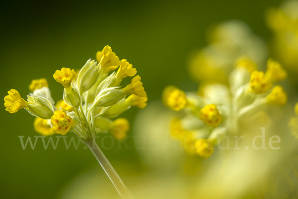 Wiesen-Schlüsselblume (Primula veris)