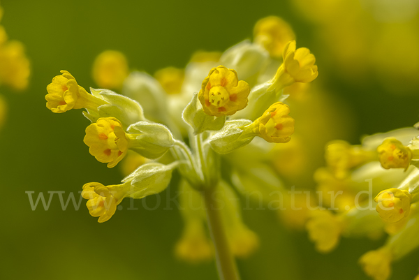 Wiesen-Schlüsselblume (Primula veris)