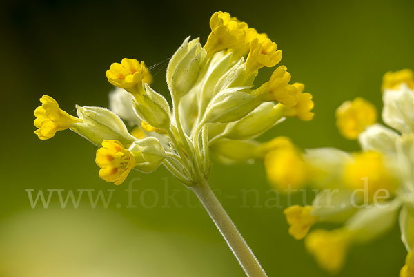 Wiesen-Schlüsselblume (Primula veris)