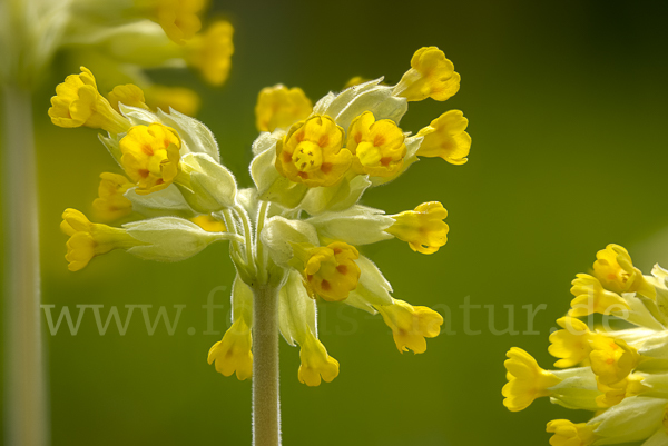 Wiesen-Schlüsselblume (Primula veris)