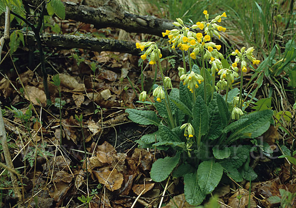 Wiesen-Schlüsselblume (Primula veris)