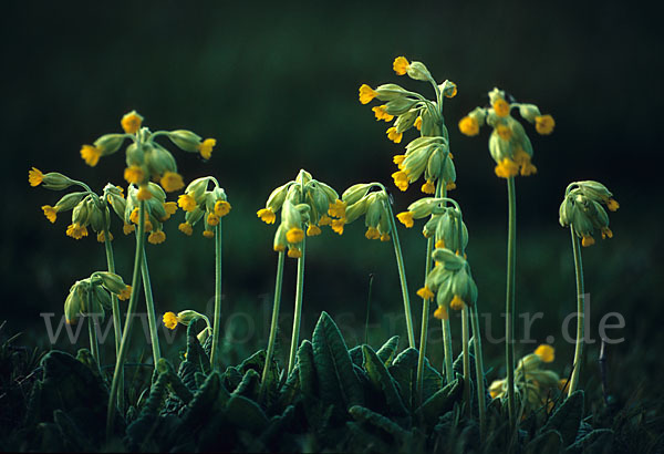 Wiesen-Schlüsselblume (Primula veris)