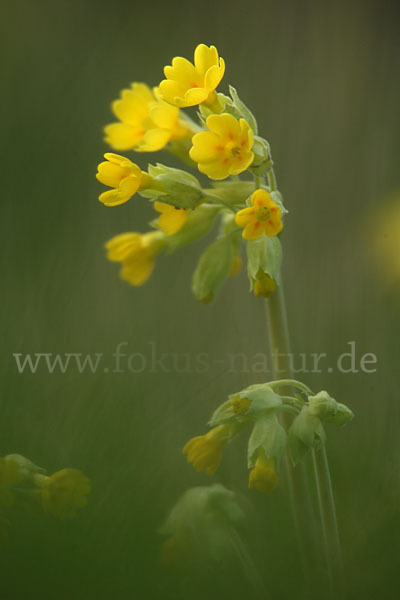 Wiesen-Schlüsselblume (Primula veris)