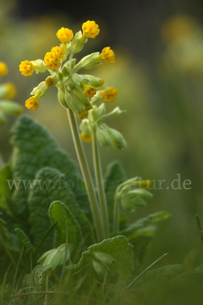 Wiesen-Schlüsselblume (Primula veris)