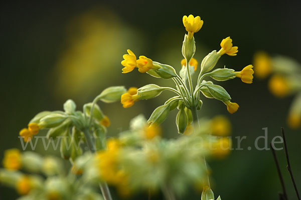 Wiesen-Schlüsselblume (Primula veris)