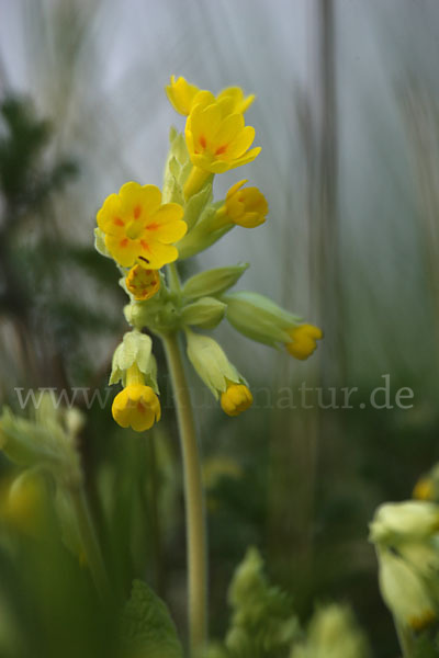 Wiesen-Schlüsselblume (Primula veris)