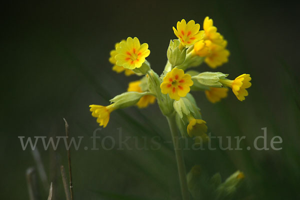 Wiesen-Schlüsselblume (Primula veris)