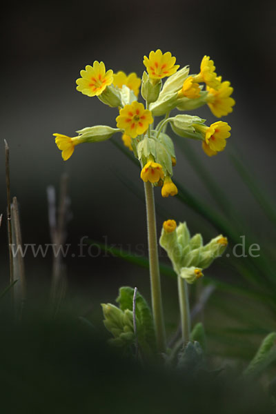 Wiesen-Schlüsselblume (Primula veris)