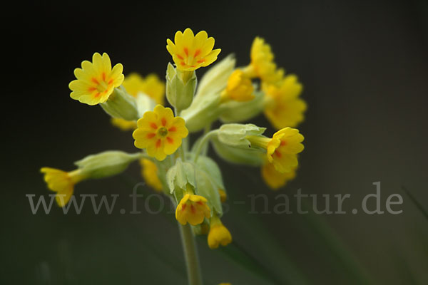 Wiesen-Schlüsselblume (Primula veris)