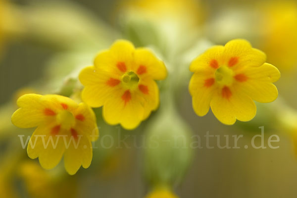 Wiesen-Schlüsselblume (Primula veris)