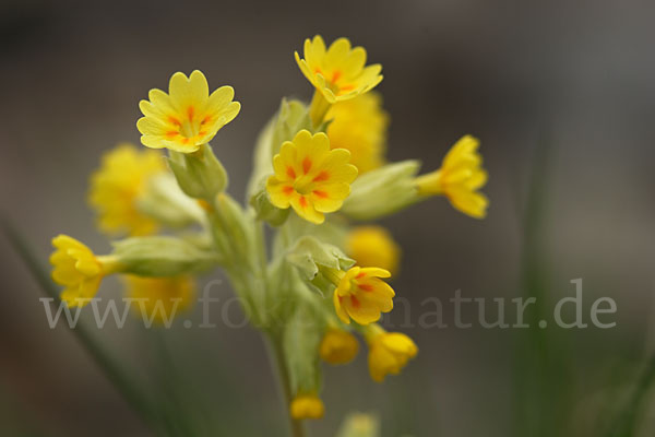 Wiesen-Schlüsselblume (Primula veris)