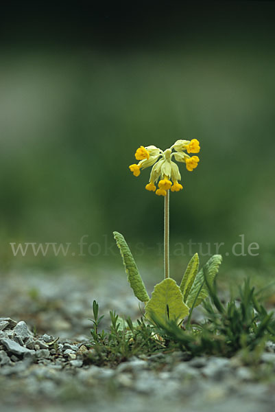 Wiesen-Schlüsselblume (Primula veris)