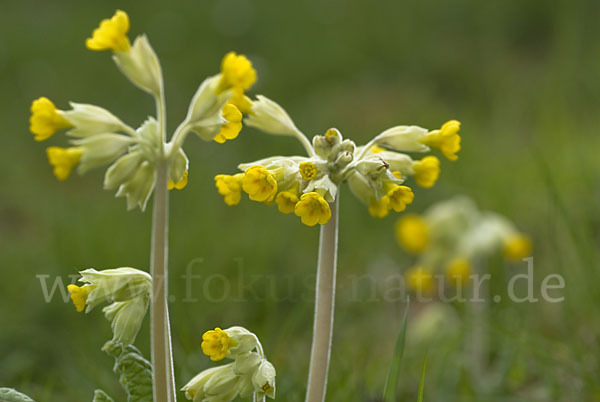 Wiesen-Schlüsselblume (Primula veris)