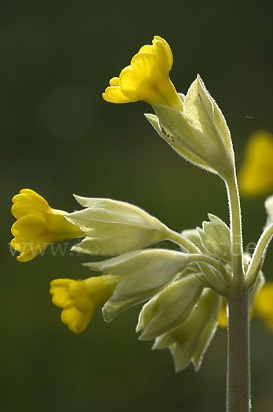 Wiesen-Schlüsselblume (Primula veris)