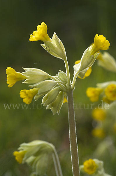 Wiesen-Schlüsselblume (Primula veris)