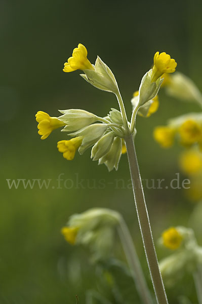 Wiesen-Schlüsselblume (Primula veris)