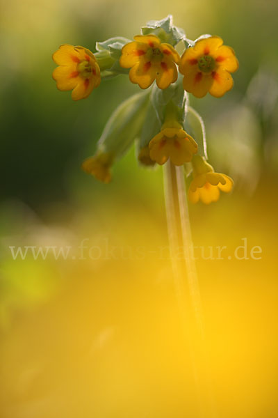 Wiesen-Schlüsselblume (Primula veris)