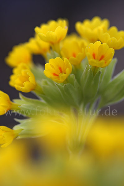 Wiesen-Schlüsselblume (Primula veris)