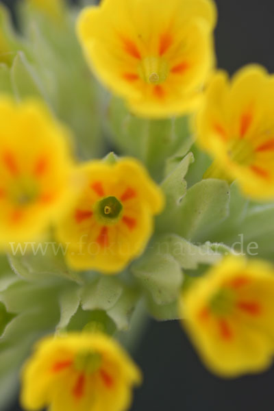 Wiesen-Schlüsselblume (Primula veris)