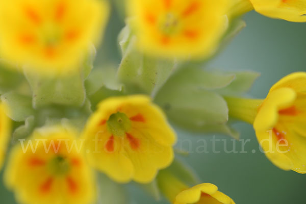 Wiesen-Schlüsselblume (Primula veris)