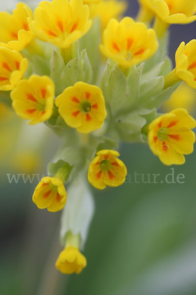 Wiesen-Schlüsselblume (Primula veris)