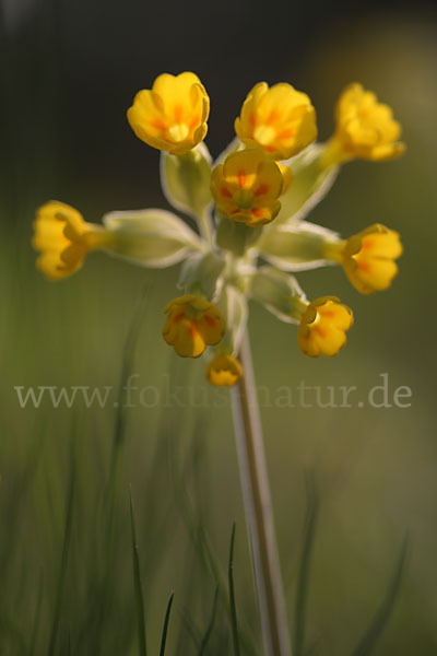 Wiesen-Schlüsselblume (Primula veris)