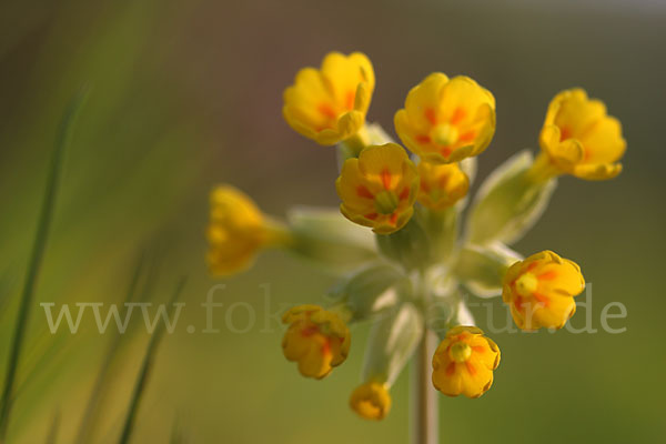 Wiesen-Schlüsselblume (Primula veris)