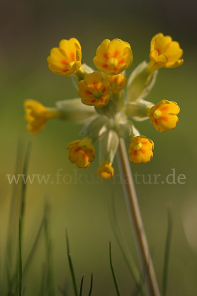 Wiesen-Schlüsselblume (Primula veris)