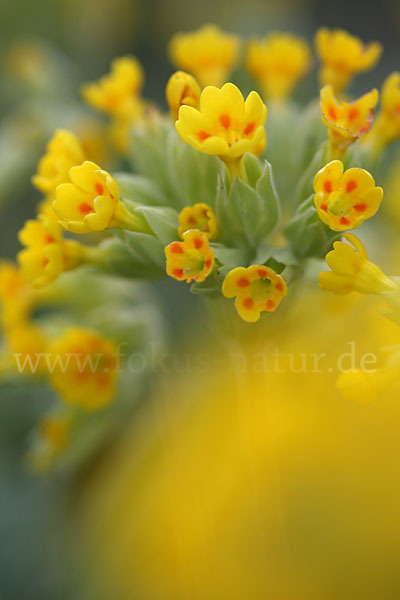 Wiesen-Schlüsselblume (Primula veris)