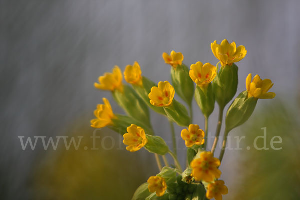 Wiesen-Schlüsselblume (Primula veris)