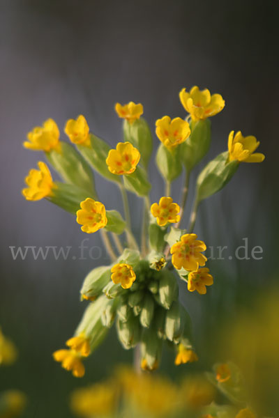 Wiesen-Schlüsselblume (Primula veris)