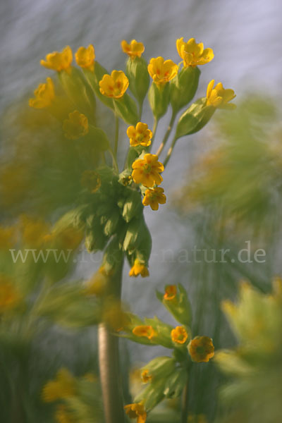 Wiesen-Schlüsselblume (Primula veris)