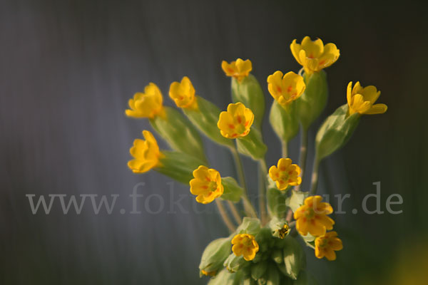 Wiesen-Schlüsselblume (Primula veris)