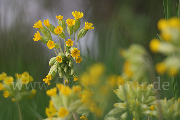 Wiesen-Schlüsselblume (Primula veris)