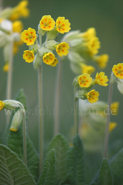 Wiesen-Schlüsselblume (Primula veris)