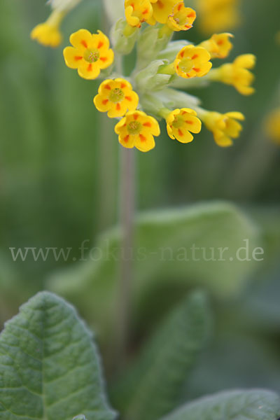 Wiesen-Schlüsselblume (Primula veris)