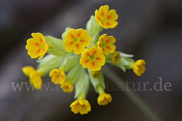 Wiesen-Schlüsselblume (Primula veris)