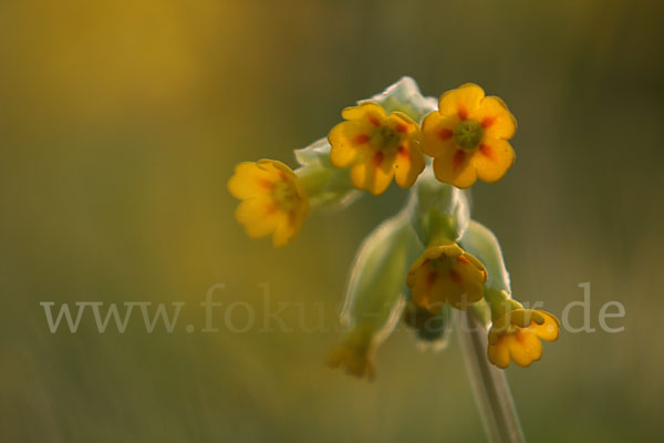 Wiesen-Schlüsselblume (Primula veris)