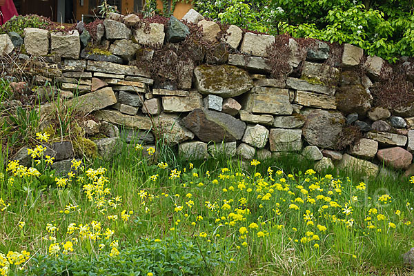 Wiesen-Schlüsselblume (Primula veris)