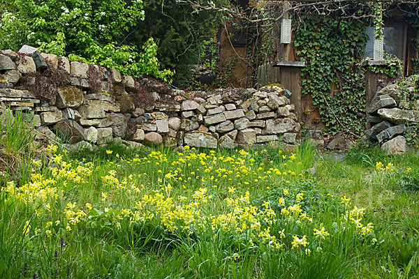 Wiesen-Schlüsselblume (Primula veris)