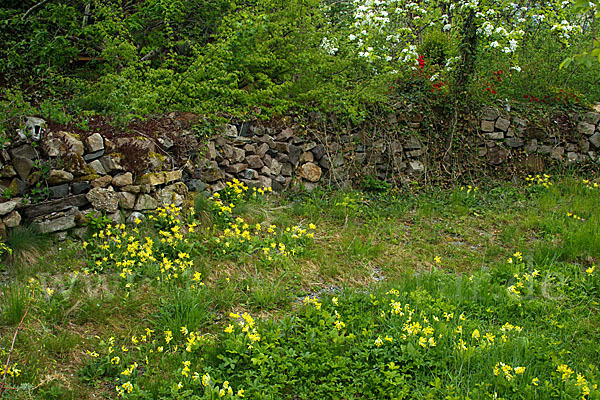 Wiesen-Schlüsselblume (Primula veris)