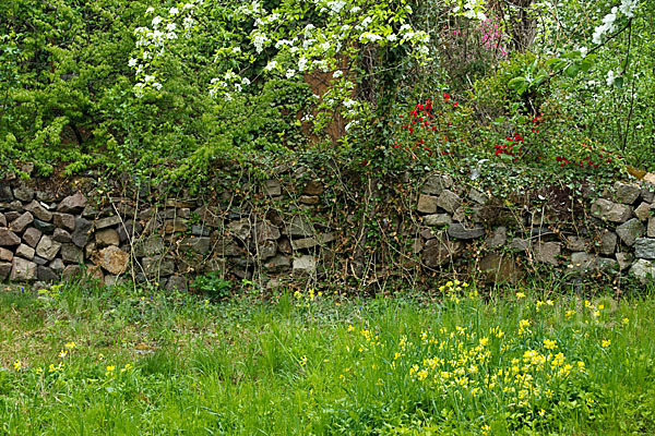 Wiesen-Schlüsselblume (Primula veris)