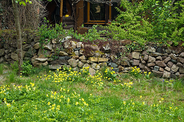 Wiesen-Schlüsselblume (Primula veris)