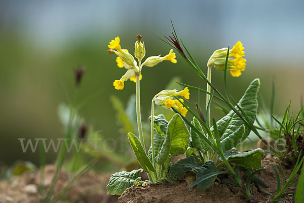 Wiesen-Schlüsselblume (Primula veris)