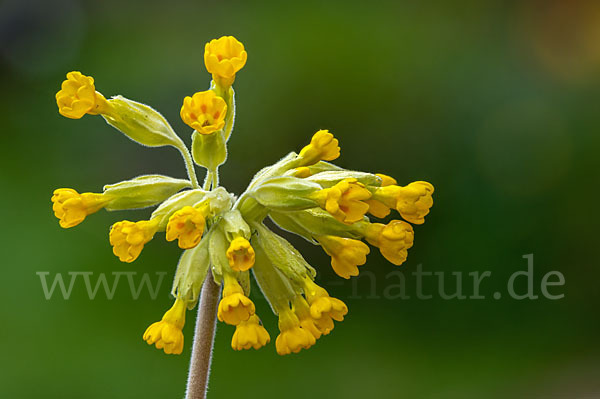 Wiesen-Schlüsselblume (Primula veris)