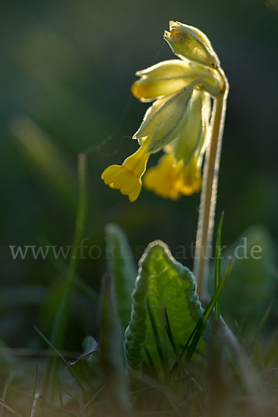 Wiesen-Schlüsselblume (Primula veris)