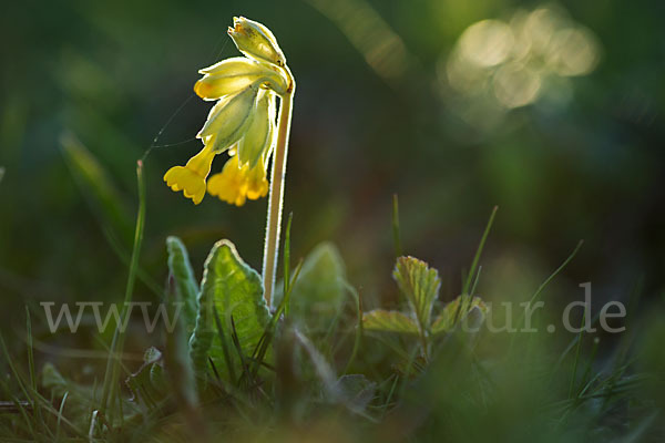 Wiesen-Schlüsselblume (Primula veris)