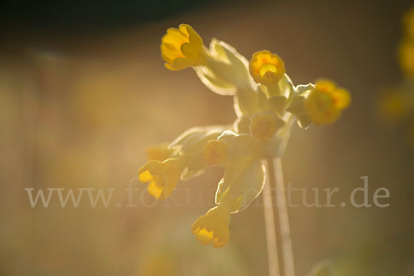 Wiesen-Schlüsselblume (Primula veris)